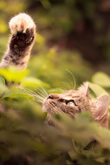 Cat playing in grass