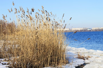 Thickets of reeds 
