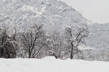 Aberi tra la neve, montagne innevate, alberi in mezzo alla neve, nevicata
