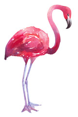 watercolor illustration of a flamingo - 102660960