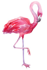 watercolor illustration of a flamingo - 102660963