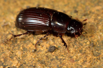 Aphodius rufipes dung beetle. One of the larger species in the genus, found in cow pats in the family Scarabidae
