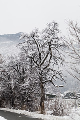 Aberi tra la neve, montagne innevate, alberi in mezzo alla neve, nevicata