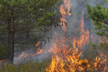 Young pine in flames of fire. Forest fire. Appropriate to visualize wildfires or prescribed burning.