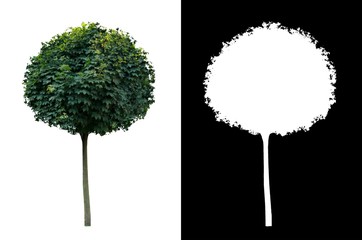 Decorative evergreen tree 2. Decorative evergreen plant on white background with alpha channel mask