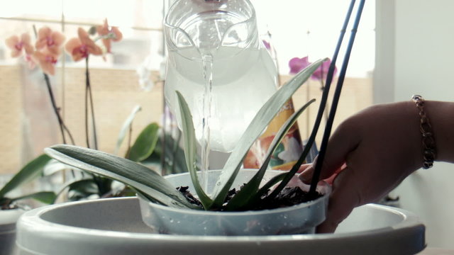 A woman pours water on orchid