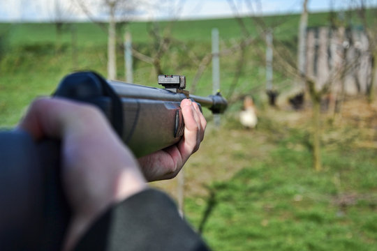 Hunter shooting wild hens, Hunter aim his target,  Jaeger aim on his hunting ground, Poacher shooting, Hunter aim with rifle, gun, weapon, air gun,