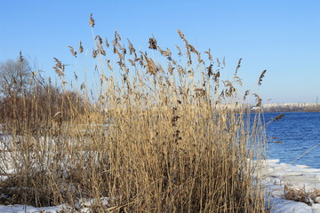 Thickets of reeds 