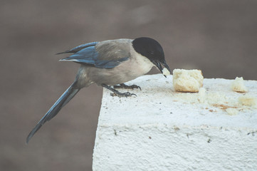 Bird eat bread