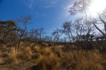 The outback bush of Australia with sun flare