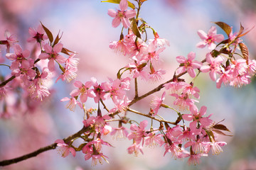 Obraz premium Pink sakura, Cherry blossom in Thailand.