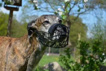 gestromte Hund mit Maulkorb