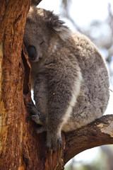 Koala sleeping during the day
