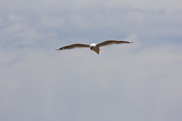 Seagull flying with beak open