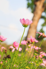 Fototapeta premium Beautiful Cosmos flower field