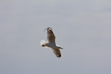 Soaring seagull with visible wingtip airstream