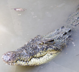 crocodiles portrait