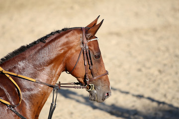 Obraz premium Head shot of a beautiful young racehorse during training