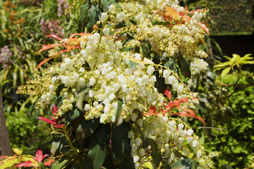 Lily-of-the-valley -  scientific name "Convallaria". Convallaria  ligneous Madeiran blossom. Portugal.