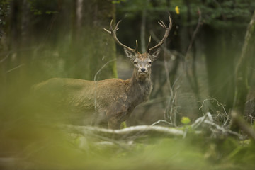 cerf cervidé brame chasse mammifère roi forêt bois cor observ