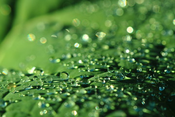 water drops leaf background