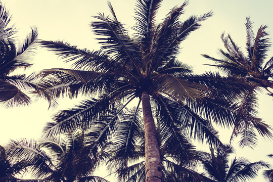 Silhouette palm tree