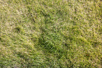 Green grass in sunlight 