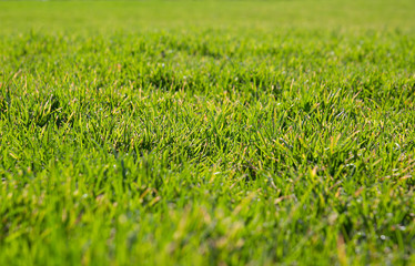 Green grass in sunlight 