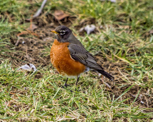 Fototapeta premium Fat little robin being watchful while searching for worms in winter time.