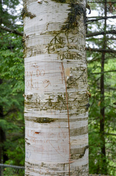 Graffiti mark on birch tree
