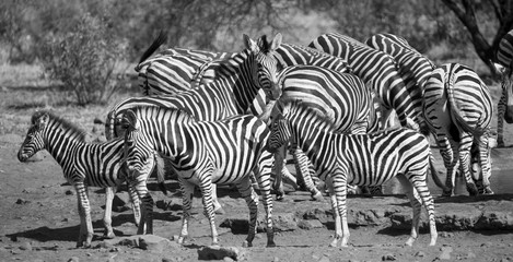 Fototapeta na wymiar Zebra herd in a black and white photo with heads together