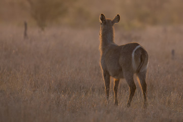 Waterbuck cow at sunset with sun from behind