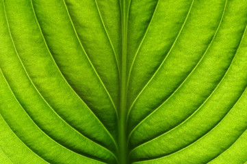  green leaf texture