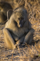 Baboon family play and having fun in nature