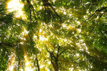 Forest with sunlight