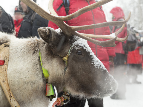 A closer look at a reindeer