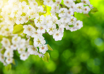 Spring blossom with soft blur background