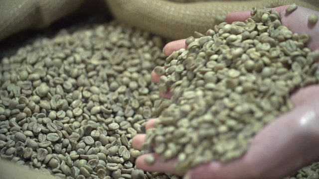 Male Hands Pour not Fried Green Coffee