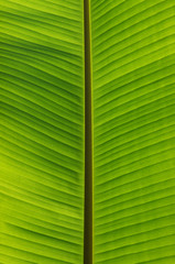  green leaf texture