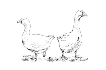 Geese, vector illustration