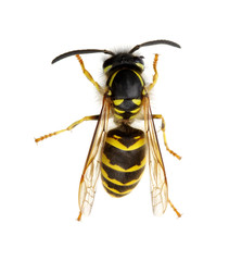 wasp isolated on white
