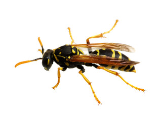 wasp