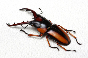 Stag beetle