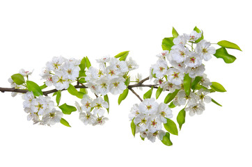  blossoms isolated on white