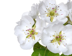  blossoms isolated on white