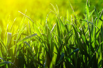  grass and sun light