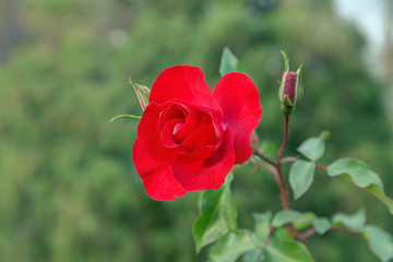 red rose on a green background