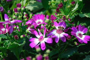 The beautiful blooming cineraria flower in garden