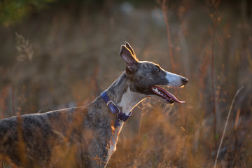 whippet dog