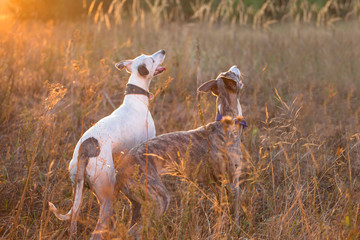 two whippet dog